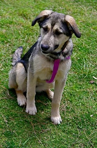 IRA (ΗΡΑ), female puppy Mixed Breed for adoption at Dogs Voice, Athens