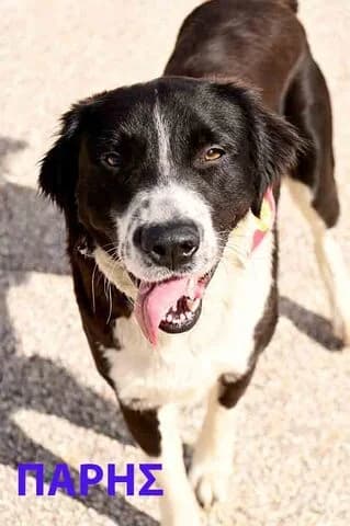 PARIS (ΠΑΡΗΣ), Mixed Breed for adoption at Dogs Voice, Athens