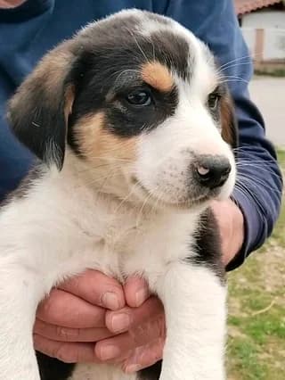Tzortzina! (Τζωρτζίνα!), female puppy Mixed Breed for adoption at Dogs Voice, Athens