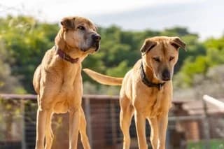 Pegky k Marlon (Πέγκυ κ Μαρλον),  7yo Mixed Breed for adoption at Dogs Voice, Athens