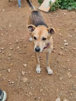 Beilis, female 3yo Mixed Breed for adoption at Dogs Voice, Athens