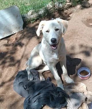 Perla (Πέρλα), female puppy Mixed Breed for adoption at Dogs Voice, Athens