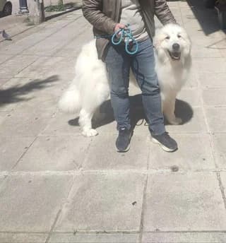 Athos, male 3yo Mixed Breed for adoption at Dogs Voice, Athens
