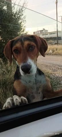Cristy, female 3yo Mixed Breed for adoption at Dogs Voice, Athens