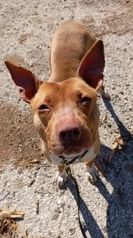 Kiara (Κιαρα), female 3yo Mixed Breed for adoption at Dogs Voice, Athens