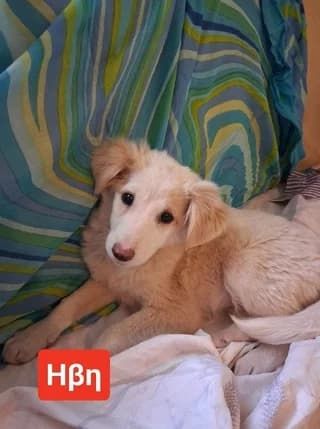 IVI 3 MINON (ΗΒΗ 3 ΜΗΝΩΝ), female puppy Mixed Breed for adoption at Dogs Voice, Athens