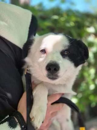LOYFI (ΛΟΥΦΙ), male puppy Mixed Breed for adoption at Dogs Voice, Athens