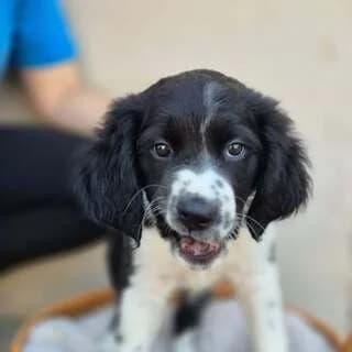 ZAZA (ΖΑΖΑ), female puppy Mixed Breed for adoption at Dogs Voice, Athens