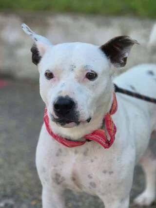 EMMA (ΕΜΜΑ), female young Mixed Breed for adoption at Dogs Voice, Athens