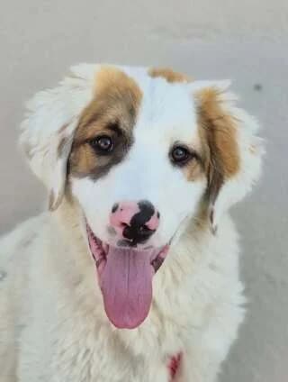 AKAKIOS (ΑΚΑΚΙΟΣ), male puppy Mixed Breed for adoption at Dogs Voice, Athens