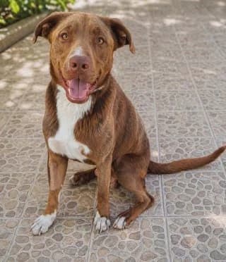 Maron (Μαρόν), male 3yo Mixed Breed for adoption at Dogs Voice, Athens