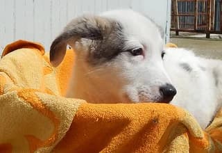 Mickey, male puppy Mixed Breed for adoption at Dogs Voice, Athens