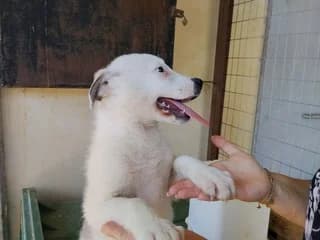 Minnie, female puppy Mixed Breed for adoption at Dogs Voice, Athens