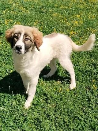 Karmen (Κάρμεν), female puppy Mixed Breed for adoption at Dogs Voice, Athens