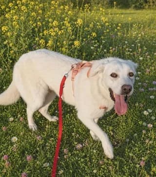 Arkoyditsa (Αρκουδίτσα), female 3yo Mixed Breed for adoption at Dogs Voice, Athens
