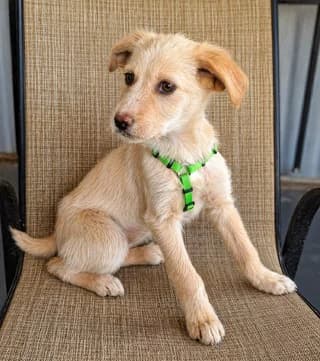 Xanthoyla (Ξανθούλα), female puppy Mixed Breed for adoption at Dogs Voice, Athens