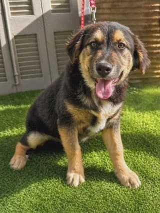 Mike, male puppy Mixed Breed for adoption at Dogs Voice, Athens