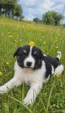 5 koytavakia (5 κουταβάκια), female puppy Mixed Breed for adoption at Dogs Voice, Athens