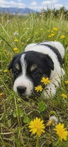 5 koytavakia (5 κουταβάκια), male puppy Mixed Breed for adoption at Dogs Voice, Athens