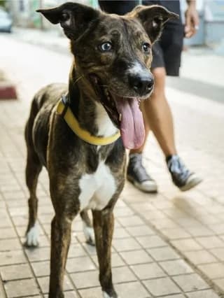 Vowie (Βowie), female 7yo Mixed Breed for adoption at Dogs Voice, Athens