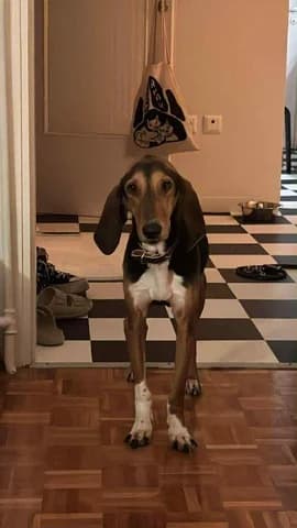 Gaston, male young Mixed Breed for adoption at Dogs Voice, Athens