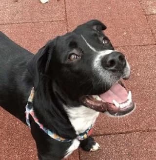 Rafa (Ράφα), male 3yo Mixed Breed for adoption at Dogs Voice, Athens