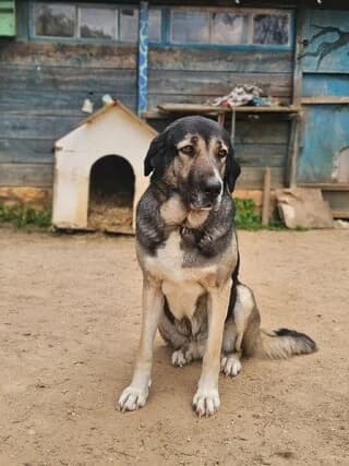 Vera, female 7yo Mixed Breed for adoption at Dogs Voice, Athens