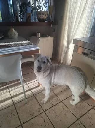 Enty (Εντυ), male puppy Mixed Breed for adoption at Dogs Voice, Athens