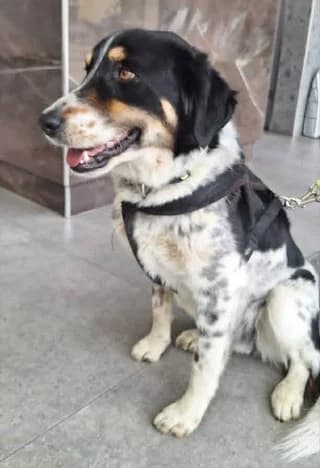 Dakis (Δακης), male young Mixed Breed for adoption at Dogs Voice, Athens