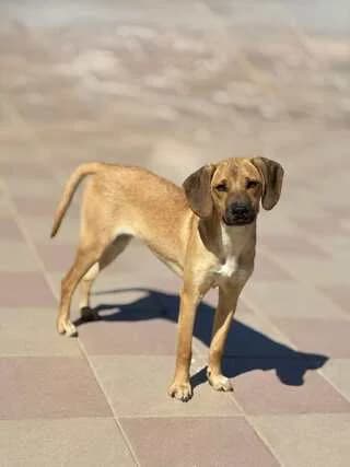 Molly, female puppy Mixed Breed for adoption at Dogs Voice, Athens