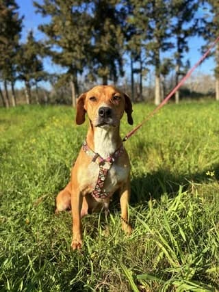 Selini (Σελήνη), female 3yo Mixed Breed for adoption at Dogs Voice, Athens