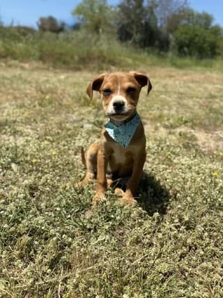 Orbit, male puppy Mixed Breed for adoption at Dogs Voice, Athens
