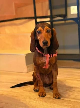 Moka (Μόκα), female 3yo Mixed Breed for adoption at Dogs Voice, Athens