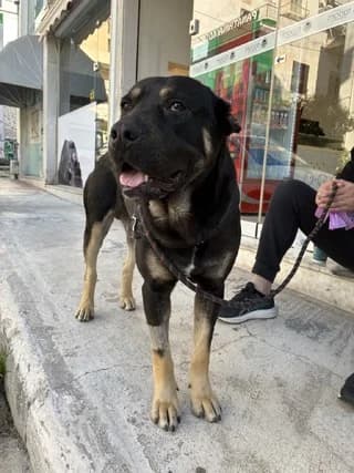 Chalvas (Χαλβάς), male young Mixed Breed for adoption at Dogs Voice, Athens