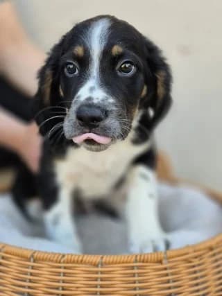 ZIROY (ΖΗΡΟΥ), male puppy Mixed Breed for adoption at Dogs Voice, Athens