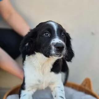 KOMO (ΚΟΜΟ), male puppy Mixed Breed for adoption at Dogs Voice, Athens