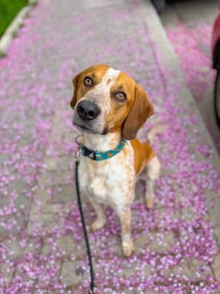 O Markos (Ο Μάρκος), male young Mixed Breed for adoption at Dogs Voice, Athens