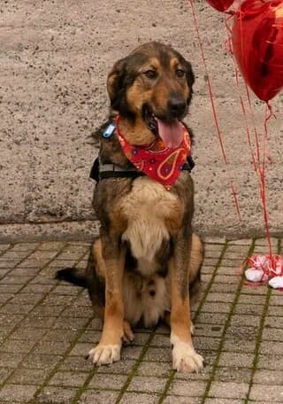Kafetoylis (Καφετούλης), male 3yo Mixed Breed for adoption at Dogs Voice, Athens