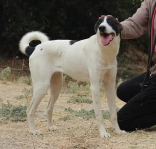 Karmen (Κάρμεν), female young Mixed Breed for adoption at Dogs Voice, Athens