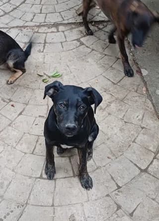 Rex (Ρεξ), male puppy Mixed Breed for adoption at Dogs Voice, Athens