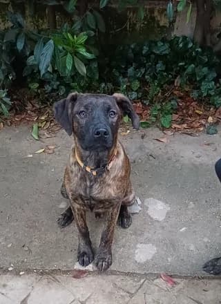 Mproyno (Μπρούνο), male puppy Mixed Breed for adoption at Dogs Voice, Athens