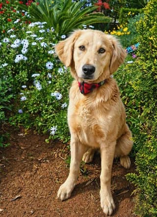 Lola (Λόλα), female puppy Mixed Breed for adoption at Dogs Voice, Athens