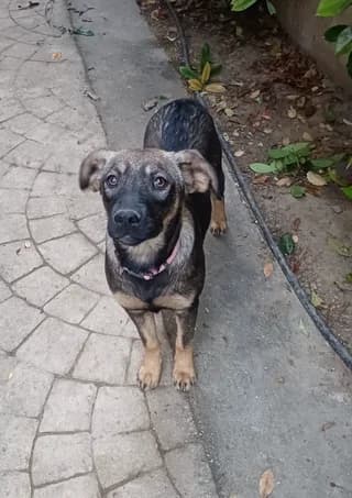 Lara (Λάρα), female puppy Mixed Breed for adoption at Dogs Voice, Athens