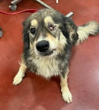 Rusty, male 3yo Mixed Breed for adoption at Dogs Voice, Athens