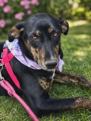 Arla, female puppy Mixed Breed for adoption at Dogs Voice, Athens