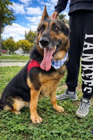 Lio (Λίο), male 7yo Mixed Breed for adoption at Dogs Voice, Athens