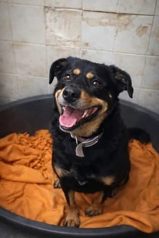 Roympi (Ρούμπι), female 7yo Mixed Breed for adoption at Dogs Voice, Athens