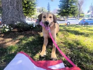 Loyna (Λούνα), female puppy Mixed Breed for adoption at Dogs Voice, Athens