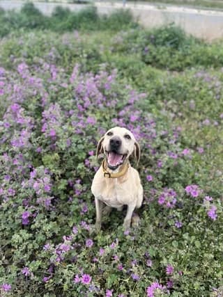 Boobie, male 7yo Mixed Breed for adoption at Dogs Voice, Athens