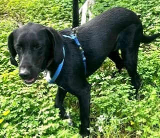 Pol (Πολ), male young Mixed Breed for adoption at Dogs Voice, Athens